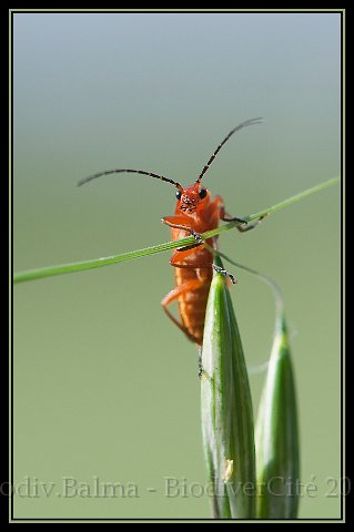 Cantharide_3.jpg - Cantharide - Photo : François Granja