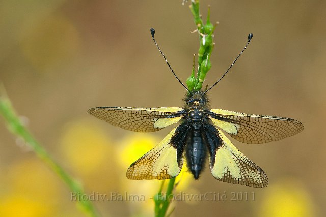 FG_Ascalaphe_3.jpg - Ascalaphe et colza - Photo : François Granja