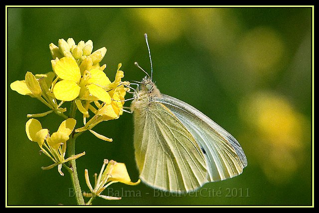 FG_Pieride_du_chou.jpg - Piéride du navet - Photo :François Granja