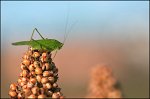 0638_FG_sauterelle_et_sorgho